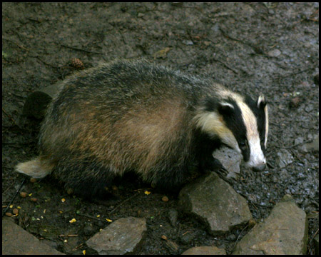 Wildwald Voßwinkel in Arnsberg