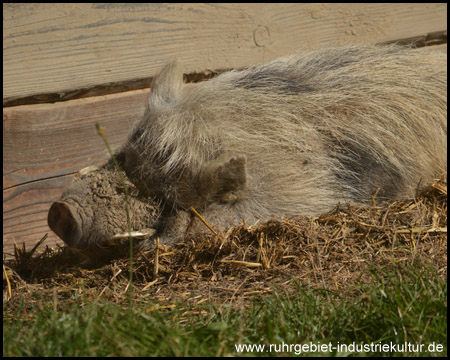 Bauernhof im Wildwald Vosswinkel