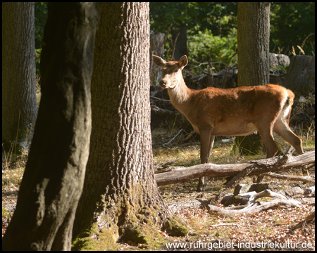 Wildwiese im Wildwald Vosswinkel