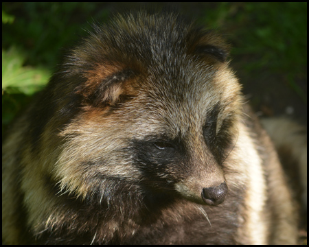 Wildwald Voßwinkel in Arnsberg