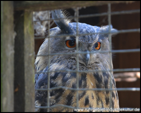 Wildwald Voßwinkel in Arnsberg