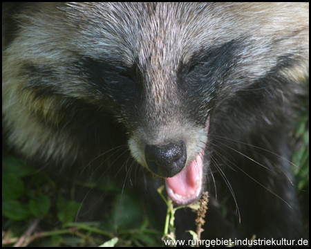 Waschbär