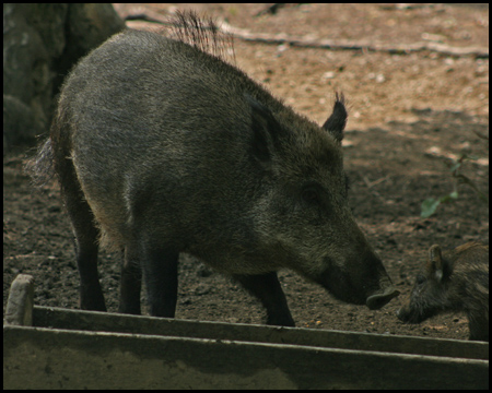 Wildwald Voßwinkel in Arnsberg