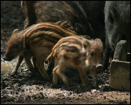 Wildwald Voßwinkel in Arnsberg