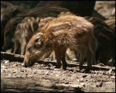 Wildwald Voßwinkel in Arnsberg