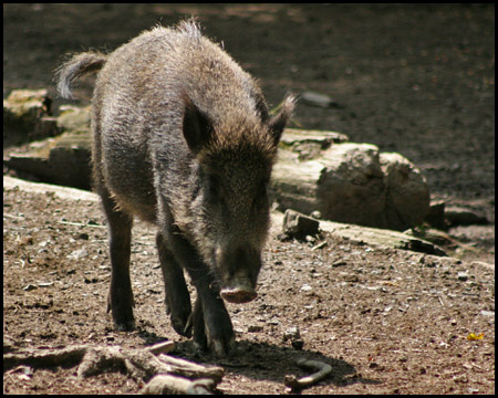 Wildwald Voßwinkel in Arnsberg