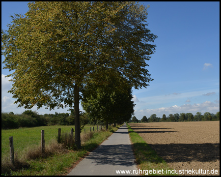 Weg durch die Felder in der "Palz"