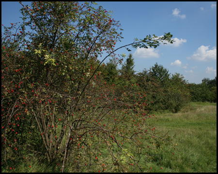 Landschaftspark