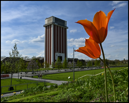 Zechenturm in Kamp Lintfort mit einer roten Tulpe im Vordergrund