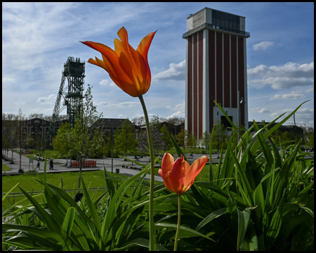 Zwei Fördergerüste mit einer roten Tulpe im Vordergrund