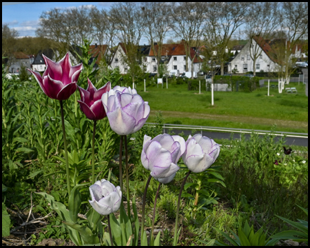Lilafarbene Tulpen in einem Park mit Siedlung im Hintergrund