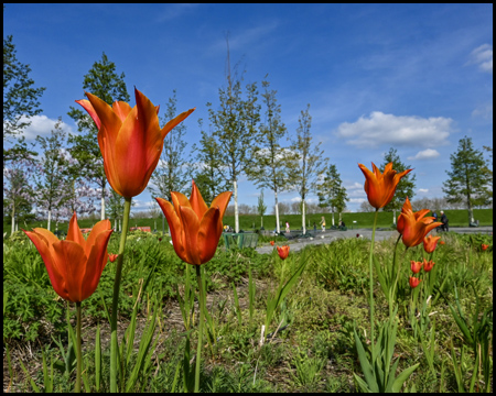 orangefarbene Tulpen in einem Blumenbeet