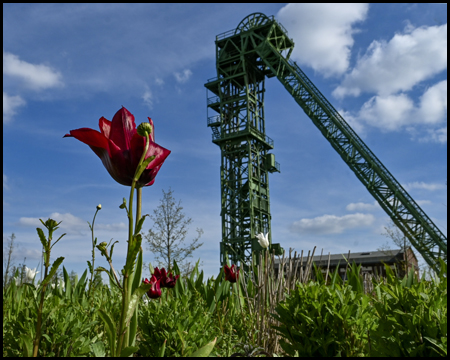 Fördergerüst und eine rote Tulpe