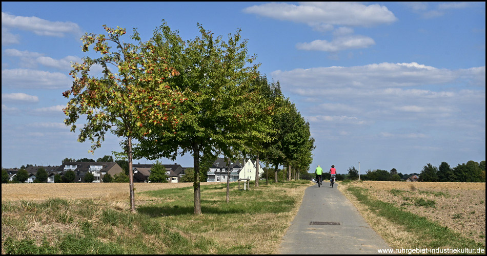 Die ehemalige Bahntrasse ist heute bepflanzt von Bäumen und macht den Radweg zur Halballee