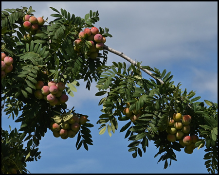 Blätter und Früchte an einem Baum