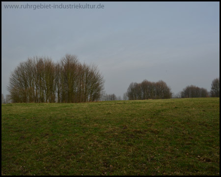 Charakteristische Bauminseln auf dem Gipfelplateau