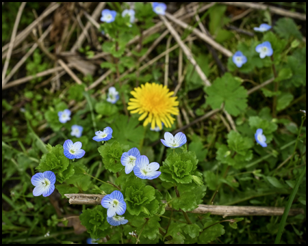 Löwenzahn und blaue Blumen