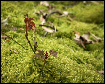 Moos am Waldboden