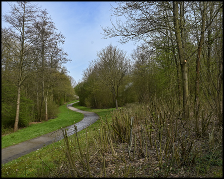 Ein Weg durch eine Buschlandschaft