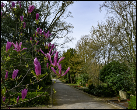 Magnolie auf einem Friedhof