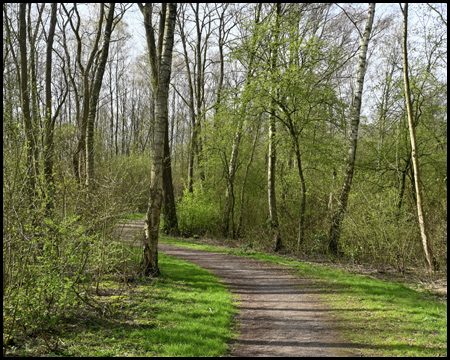 Weg durch einen Wald