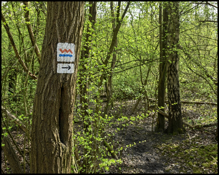 Schmaler Waldpfad mit Wanderpiktogramm Zollvereinsteig mit Pfeil