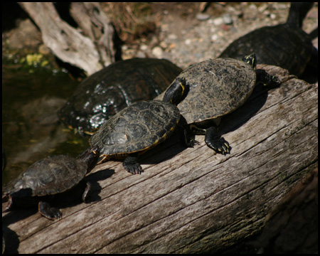 Duisburger Zoo